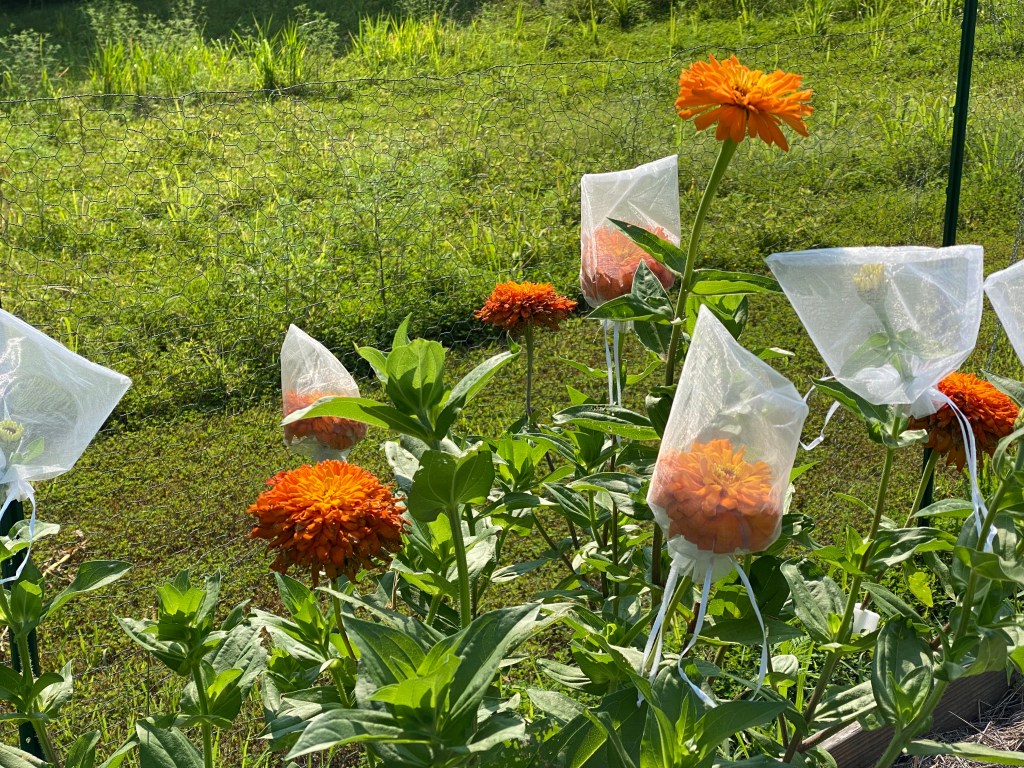 Zinnia Breeding Resources