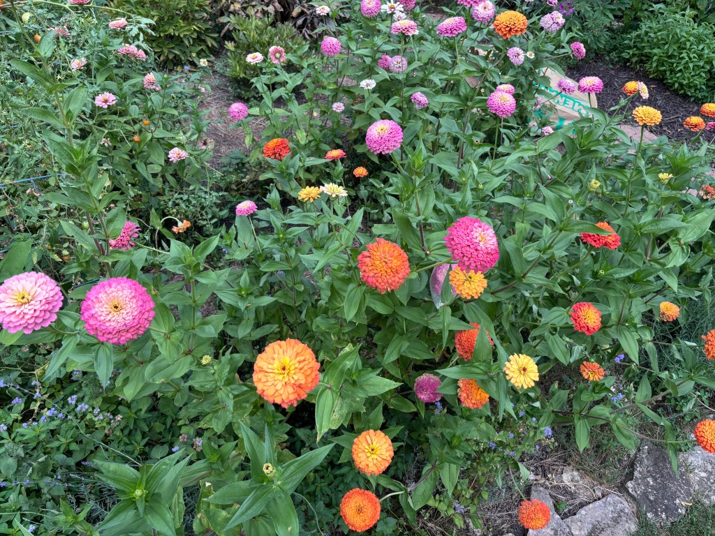 A group of zinnias in mixed colors and forms