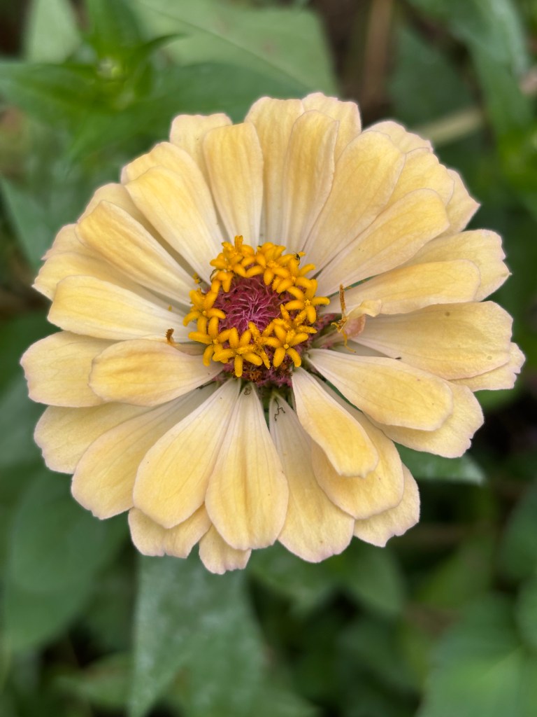 a pale yellow zinnia