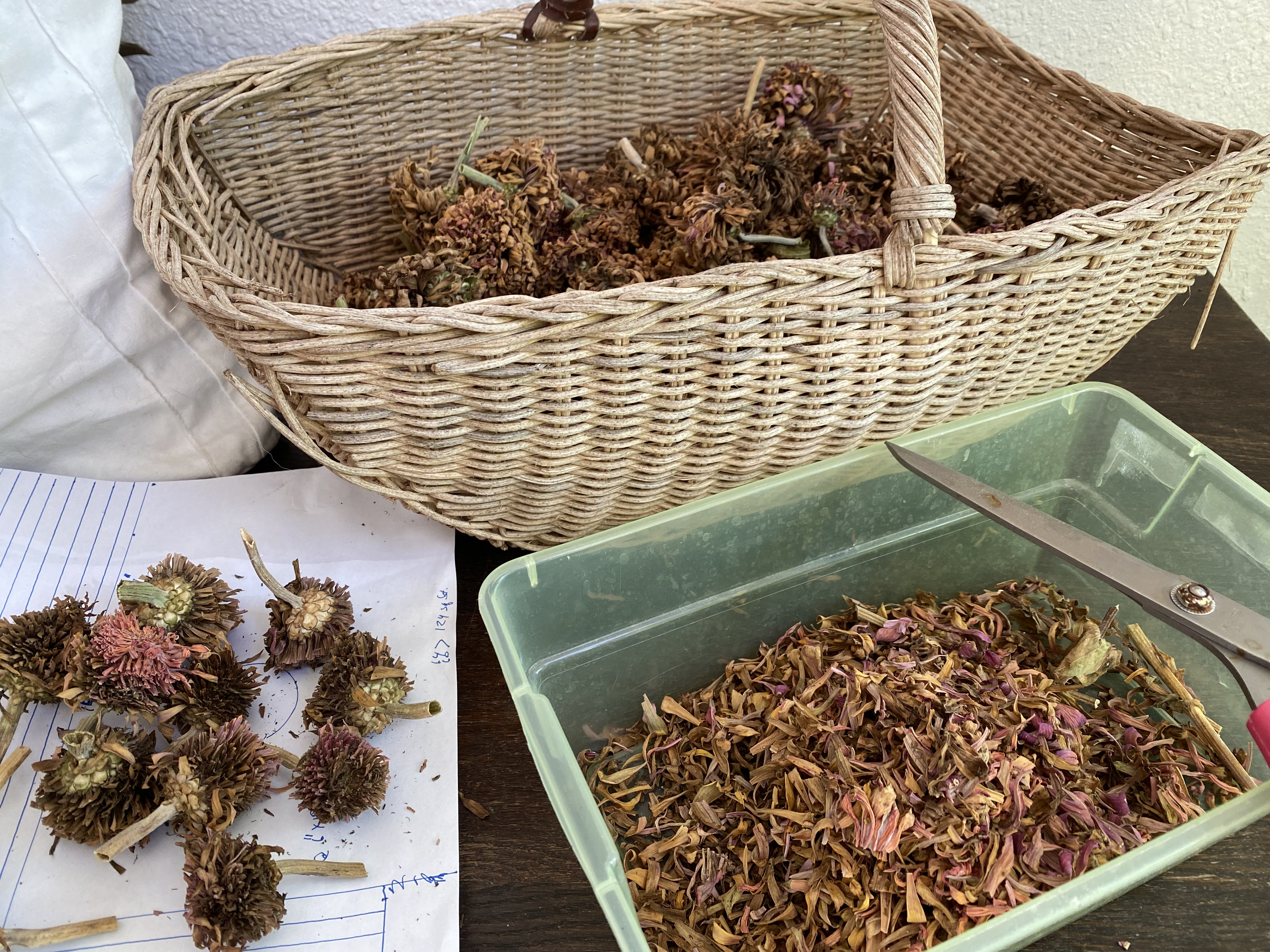 This shows dried zinnia blooms before and after trimming off the petals.
