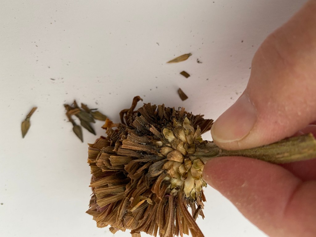 this shows a trimmed zinnia bloom before the seeds are removed.
