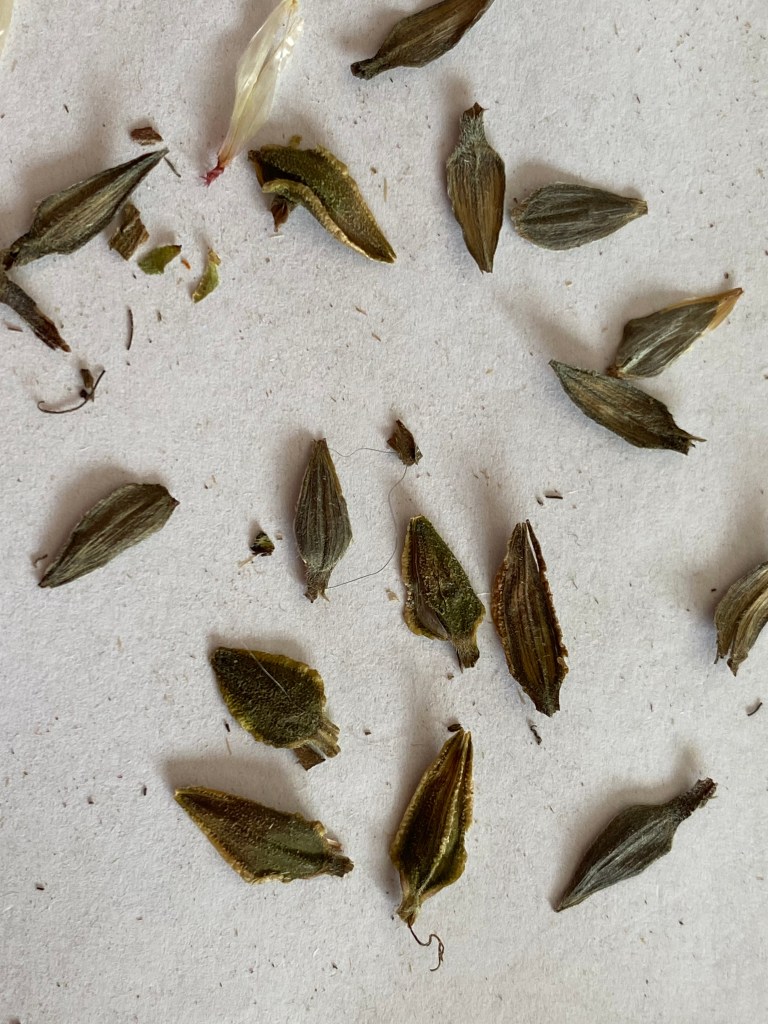 This shows viable zinnia seeds on a white background.
