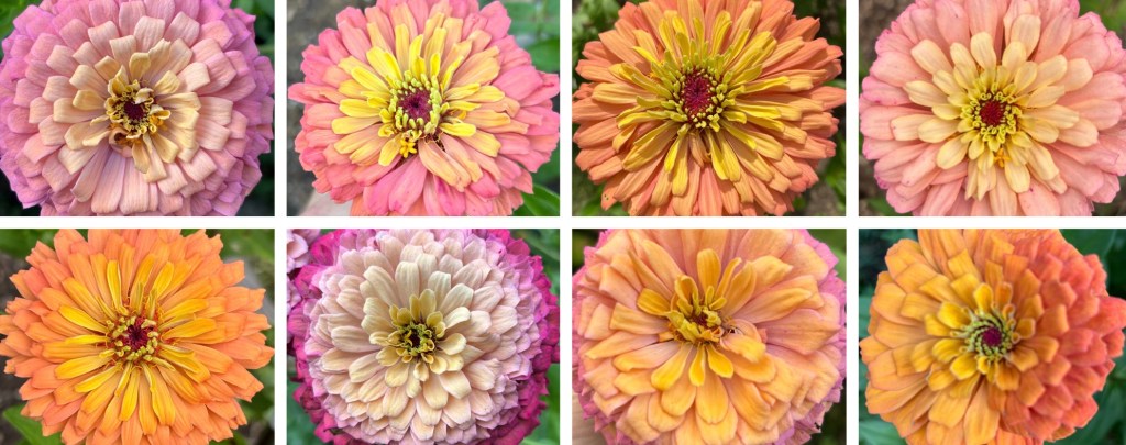 This shows eight unusual zinnias from the author's breeding program.