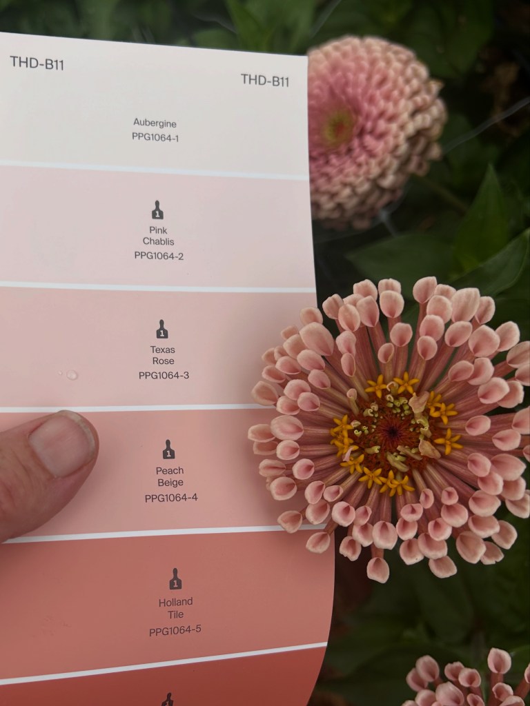 A paint color chip held next to a pastel zinnia.