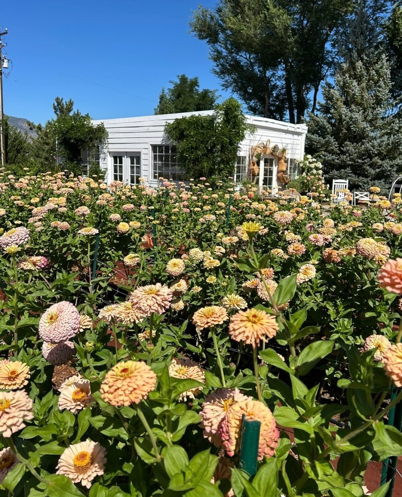 A patch of pastel zinnias with a white building behind.