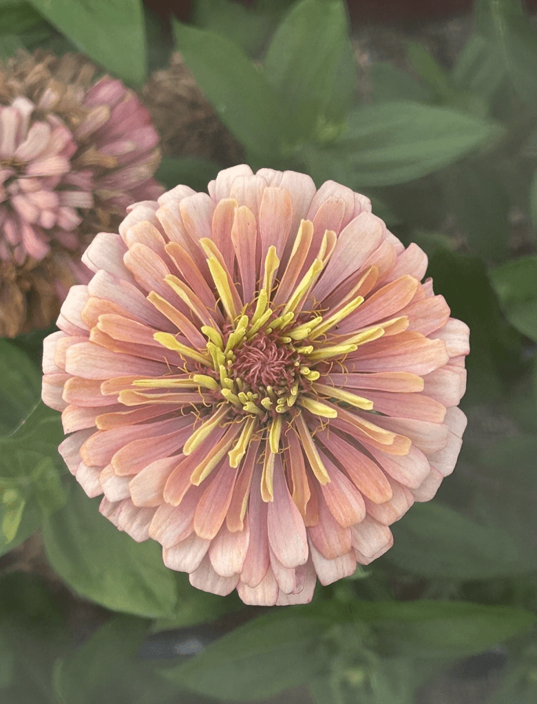 Closeup of a pastel pink zinnia flower.