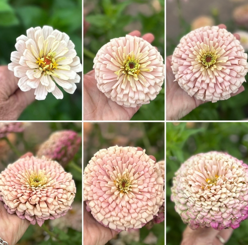 Six zinnia blooms at different stages of maturity