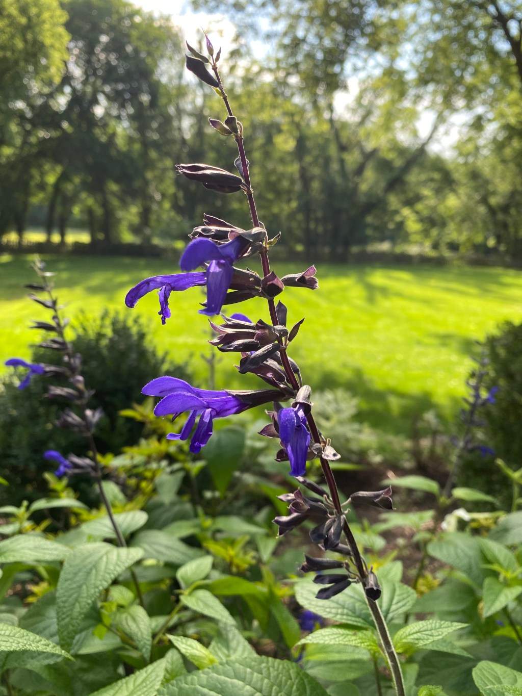 Why your salvias aren’t&nbsp;blooming